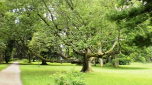 Arboretum - Park Turčianska Štiavnička 3 Zdroj: https://sk.wikipedia.org/wiki/Tur%C4%8Dianska_%C5%A0tiavni%C4%8Dka