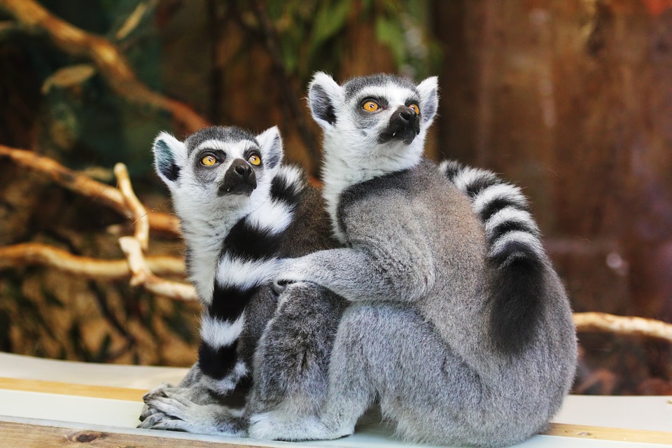 Dva lemury sedia vedľa seba